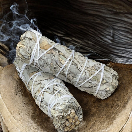 White sage (1) Salvia blanca